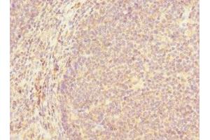 Immunohistochemistry of paraffin-embedded human tonsil tissue using ABIN7154651 at dilution of 1:100
