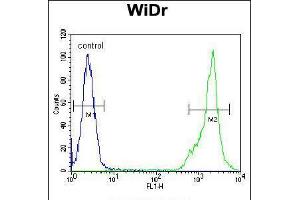 Flow cytometric analysis of WiDr cells (right histogram) compared to a negative control cell (left histogram). (C4BPA Antikörper  (C-Term))