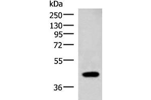 Western blot analysis of Raji cell lysate using ADH1B Polyclonal Antibody at dilution of 1:1000 (ADH1B Antikörper)