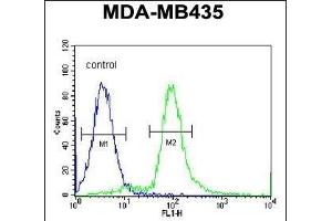 ARHG Antibody (Center) 695b flow cytometric analysis of MDA-M cells (right histogram) compared to a negative control cell (left histogram). (ARHGAP10 Antikörper  (AA 237-263))
