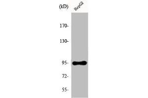 Western Blot analysis of HepG2 cells using Ephrin-A4 Polyclonal Antibody (EFNA4 Antikörper  (C-Term))