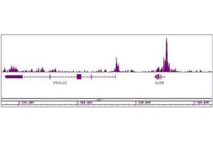 Histone H3K27ac antibody (mAb) tested by ChIP-Seq.