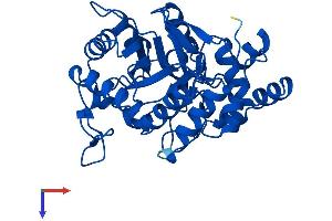 AKR1D1 Protein (AA 1-325) (His tag)