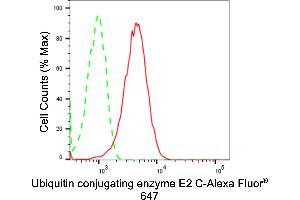 anti-Ubiquitin-Conjugating Enzyme E2C (UBE2C) antibody