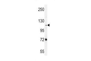 PCDHAC2 Antibody (Center) (ABIN656091 and ABIN2845434) western blot analysis in NCI- cell line lysates (35 μg/lane). (PCDHAC2 Antikörper  (AA 616-644))