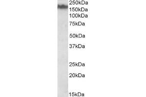 ABIN571056 (0. (NEFM Antikörper  (Internal Region))