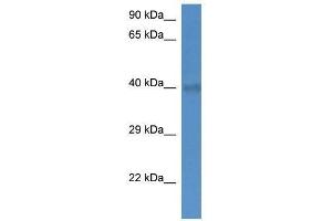 Western Blot showing Slc25a27 antibody used at a concentration of 1. (SLC25A27 Antikörper  (C-Term))