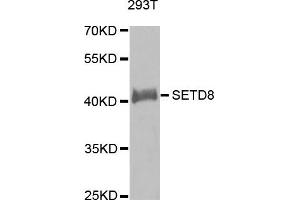 Western Blotting (WB) image for anti-SET Domain Containing (Lysine Methyltransferase) 8 (SETD8) antibody (ABIN1874745) (SETD8 Antikörper)