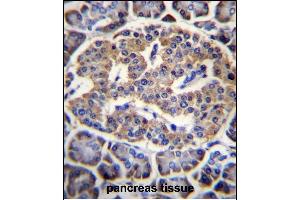 EIF4H Antibody (Center) (ABIN656543 and ABIN2845807) immunohistochemistry analysis in formalin fixed and paraffin embedded human pancreas tissue followed by peroxidase conjugation of the secondary antibody and DAB staining. (EIF4H Antikörper  (AA 127-156))