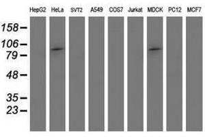 Image no. 2 for anti-Proteasome (Prosome, Macropain) 26S Subunit, Non-ATPase, 2 (PSMD2) antibody (ABIN1500482) (PSMD2 Antikörper)