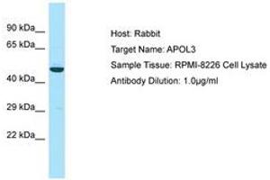 Image no. 1 for anti-Apolipoprotein L, 3 (APOL3) (AA 49-98) antibody (ABIN6750040) (APOL3 Antikörper  (AA 49-98))