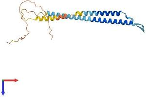 Neurensin 1 Protein (NRSN1) (AA 1-196) (His tag)