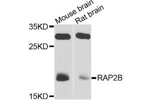 Western blot analysis of extracts of mouse bran and rat brain cells, using RAP2B antibody. (RAP2B Antikörper)