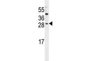 IGF2 antibody western blot analysis in HeLa lysate. (IGF2 Antikörper  (AA 39-68))