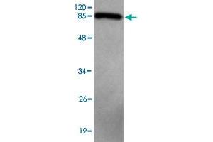 Western blot analysis of CNOT4 monoclonal antibody  at 1 : 2000 dilution interacts with recombinant CNOT4 protein with a MBP tag. (CNOT4 Antikörper)