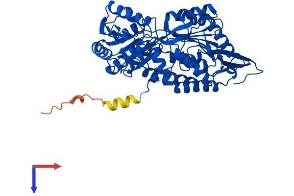 ALDH1A2 Protein (AA 1-518) (His tag)