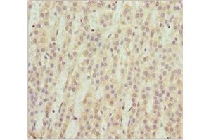 Immunohistochemistry of paraffin-embedded human adrenal gland tissue using ABIN7169574 at dilution of 1:100 (NEU2 Antikörper  (AA 171-380))
