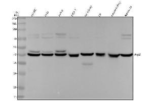 Western blot analysis of Arp2 using anti-Arp2 antibody (ABIN7604039).