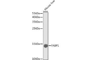 Western blot analysis of extracts of mouse liver, using F antibody (ABIN6131636, ABIN6140414, ABIN6140415 and ABIN6220935) at 1:1000 dilution. (FABP1 Antikörper  (AA 1-127))