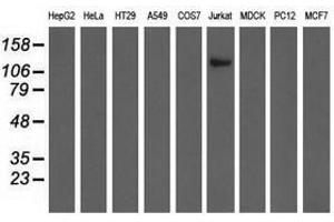 Image no. 2 for anti-Microtubule Associated Monoxygenase, Calponin and LIM Domain Containing 1 (MICAL1) antibody (ABIN1499462) (MICAL1 Antikörper)
