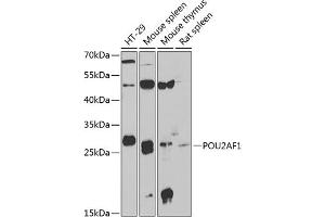 Western blot analysis of extracts of various cell lines, using POU2 antibody (ABIN6131407, ABIN6145978, ABIN6145979 and ABIN6222407) at 1:1000 dilution. (POU2AF1 Antikörper  (AA 1-256))