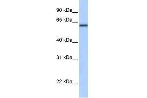 Western Blot showing ZBTB26 antibody used at a concentration of 1-2 ug/ml to detect its target protein. (ZBTB26 Antikörper  (C-Term))