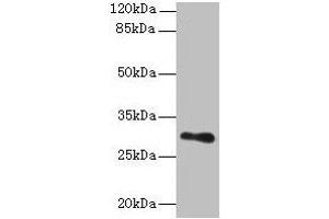 Western blot All lanes: TMEM176B antibody at 8 μg/mL + Human placenta tissue Secondary Goat polyclonal to rabbit IgG at 1/10000 dilution Predicted band size: 30, 26 kDa Observed band size: 30 kDa