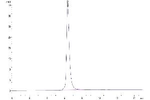 Size-exclusion chromatography-High Pressure Liquid Chromatography (SEC-HPLC) image for Matrix Metallopeptidase 9 (Gelatinase B, 92kDa Gelatinase, 92kDa Type IV Collagenase) (MMP9) (AA 20-707) protein (His-Avi Tag) (ABIN7275270)