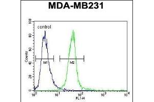 MYOZ1 Antibody (Center) (ABIN651441 and ABIN2840243) flow cytometric analysis of MDA-M cells (right histogram) compared to a negative control cell (left histogram).