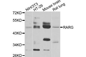 Western blot analysis of extracts of various cell lines, using RARG antibody (ABIN5975541) at 1/1000 dilution.