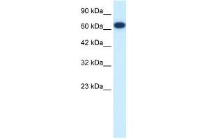 FLJ37300 antibody used at 0. (KIF19 Antikörper  (N-Term))