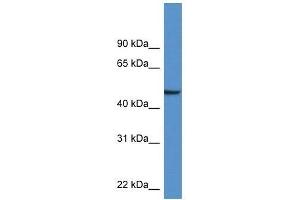Western Blot showing Nptx1 antibody used at a concentration of 1. (NPX1 Antikörper  (Middle Region))
