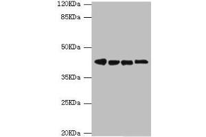 Western blot All lanes: DNAJA2 antibody at 3. (DNAJA2 Antikörper  (AA 233-412))