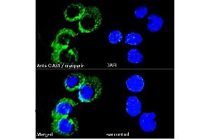(ABIN184887) Immunofluorescence analysis of paraformaldehyde fixed U937 cells immobilized on ShifixTM coverslip, permeabilized with 0. (NLRP3 Antikörper  (C-Term))