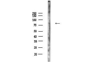 Western blot analysis of lysates from Mouse liver, using SEMA Antibody at 1/1000 dilution.