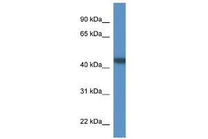 Western Blot showing PNMA6A antibody used at a concentration of 1-2 ug/ml to detect its target protein. (PNMA6A Antikörper  (N-Term))