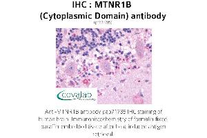Image no. 1 for anti-Melatonin Receptor 1B (MTNR1B) (3rd Cytoplasmic Domain) antibody (ABIN1737117) (Melatonin Receptor 1B Antikörper  (3rd Cytoplasmic Domain))