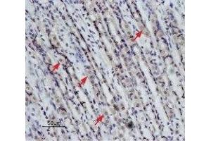 Immunohistochemistry (IHC) image for anti-Neurotensin Receptor 2 (NTSR2) (AA 377-392), (Intracellular) antibody (ABIN7043384)