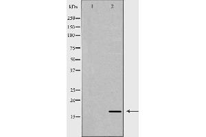 Western blot analysis of extracts of mouse liver, using ANG antibody.