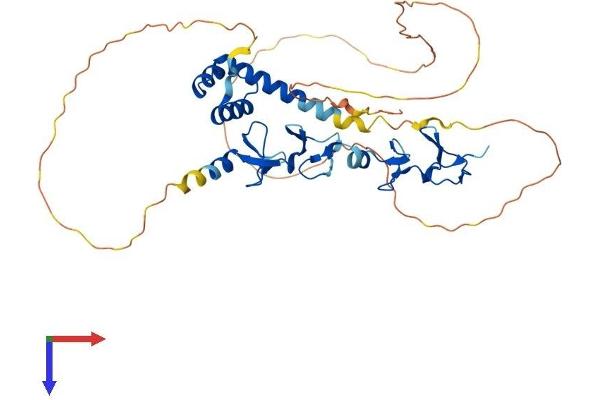 LHX5 Protein (AA 1-402) (His tag)