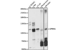 Western blot analysis of extracts of various cell lines, using GPRIN1 antibody (ABIN7267289) at 1:1000 dilution. (GPRIN1 Antikörper  (AA 1-300))