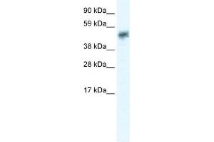 WB Suggested Anti-SIRT2 Antibody Titration:  0. (SIRT2 Antikörper  (N-Term))