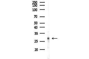 anti-Prepronociceptin (PNOC) (Internal Region) antibody