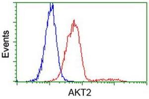 Image no. 4 for anti-V-Akt Murine Thymoma Viral Oncogene Homolog 2 (AKT2) antibody (ABIN1496565) (AKT2 Antikörper)