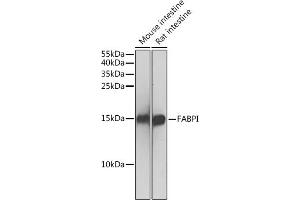 Western blot analysis of extracts of various cell lines, using FABPI antibody (ABIN3022261, ABIN3022262, ABIN1512888 and ABIN6218702) at 1:500 dilution. (FABP2 Antikörper  (AA 1-132))