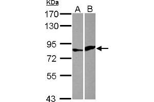 Western Blotting (WB) image for anti-E74 like ETS transcription factor 4 (Elf4) (AA 60-323) antibody (ABIN1498004) (Elf4 Antikörper  (AA 60-323))