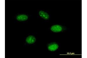 Immunofluorescence of purified MaxPab antibody to THAP11 on HeLa cell. (THAP11 Antikörper  (AA 1-314))