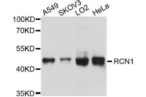 Western blot analysis of extracts of various cells, using RCN1 antibody. (RCN1 Antikörper)