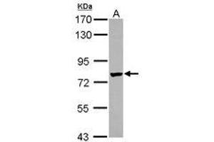 Image no. 1 for anti-Leucine Rich Repeat Containing 4C (LRRC4C) (AA 410-640) antibody (ABIN1499204) (LRRC4C Antikörper  (AA 410-640))