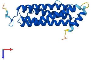 FTHL17 Protein (AA 1-183) (His tag)